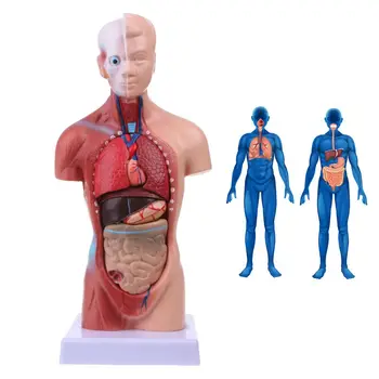 28 cm Človeškega Trupa Telesa Model Anatomija Anatomski Srce, Možgane, Kosti Medicinske Notranjih Organov Poučevanja, Učenja Dobave Najnovejši